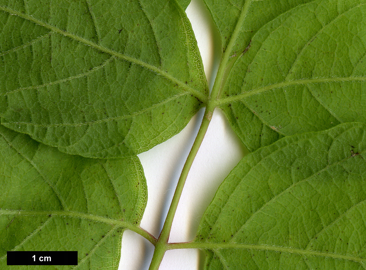 High resolution image: Family: Sapindaceae - Genus: Acer - Taxon: negundo - SpeciesSub: subsp. californicum var. texanum High resolution image: Family: Sapindaceae - Genus: Acer - Taxon: negundo - SpeciesSub: subsp. californicum var. texanum